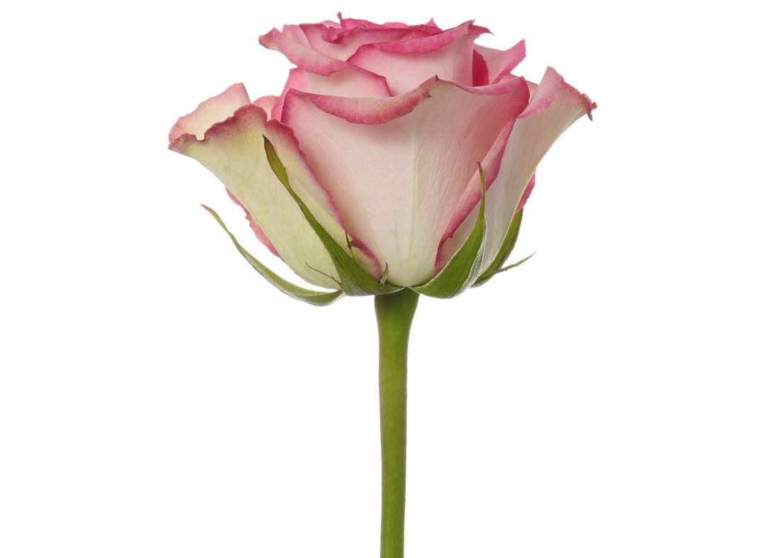 Pink Roses